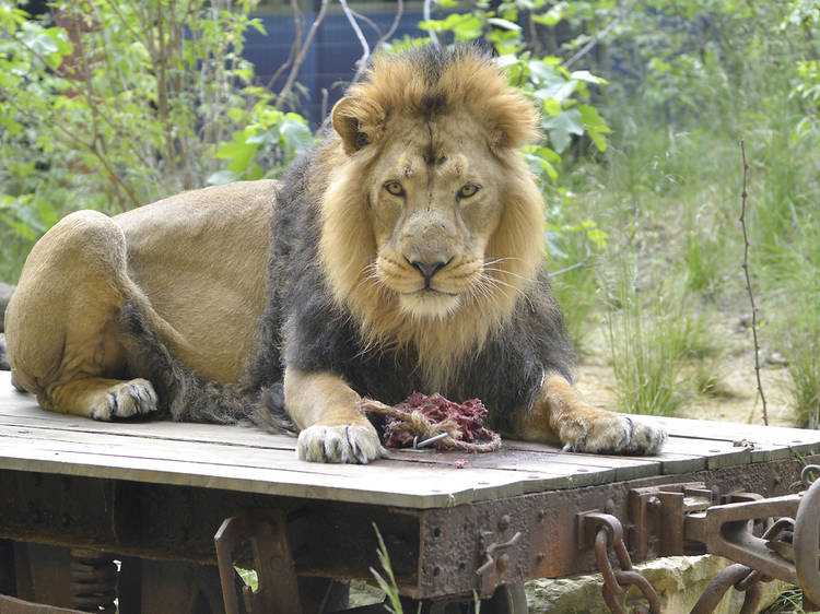 Lion lays down on the ground in the London Zoo